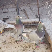 ۵ عدد طاوسیی نامبروان