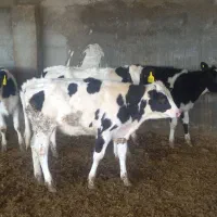 گوساله ماده|حیوانات مزرعه|تربت جام, میان جام|دیوار