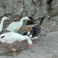 غاز و کبوتر