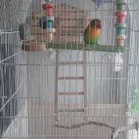 طوطی برزیلی فیشر|پرنده|پاکدشت, پاکدشت (مامازند)|دیوار