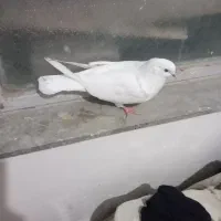 شیخ ابری|پرنده|بندر ماهشهر, |دیوار