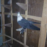 کلاغ کربلایی کاکلی