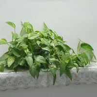 گل طبیعی سرحال وشاداب