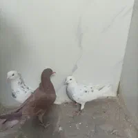 کبوتر