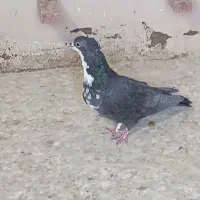 کفتر شهری و کرمانی|پرنده|شیراز, آزادگان|دیوار