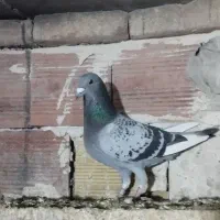 سه جفت کبوتر دوبر|پرنده|اردبیل, |دیوار