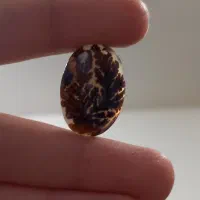 شجر قائن اصل معدنی