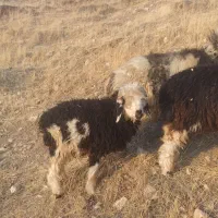 فروش 6 عدد کُوه ماده|حیوانات مزرعه|ایذه, |دیوار