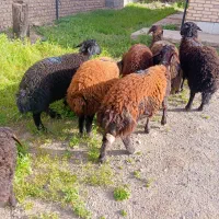 بره ماده قزل