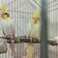 جفت مولد لوتینو