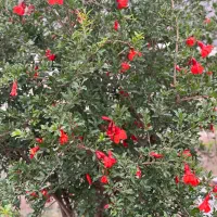 چندقطعه-زمین-باغی-ب-فروش-میرسد