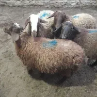 ۴ عدد بره نر