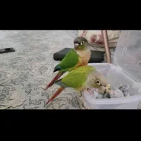 گیرینچیک مولد