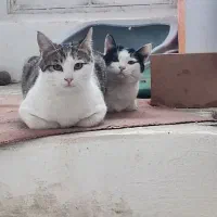 واگذاری گربه