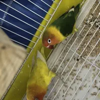 طوطی برزیلی|پرنده|سنندج, |دیوار