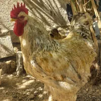 مرغ برهما|حیوانات مزرعه|سوسنگرد, |دیوار