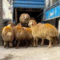 برای عید قربان و گوشت خونه گوسفند زنده|حیوانات مزرعه|تهران, جیحون|دیوار