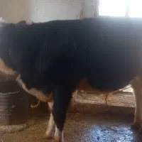 گوساله سیمینتال ۹ ماهه ۲۶۰ کیلو