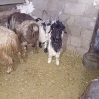 بیگ داشتی|حیوانات مزرعه|مسجد سلیمان, |دیوار