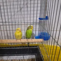 مرغ عشق مولد|پرنده|مریوان, |دیوار