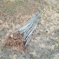 فوری فوری نهال صنوبر|حراج|بوکان, |دیوار