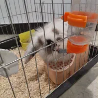 خرگوس نژاد لوپ|موش و خرگوش|تهران, قصر فیروزه ۱|دیوار