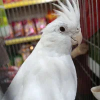 عروس هلندی آلبینو ماده