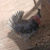 خروس