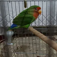 طوطی برزیلی|پرنده|پیشوا, |دیوار