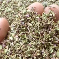 آویشن کوهی ( هەزبی )