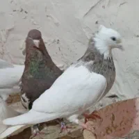 سینه طوقی|پرنده|سلیمان, |دیوار