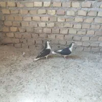 فروش جفت اصفهانی