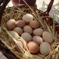 تخم مرغ محلی