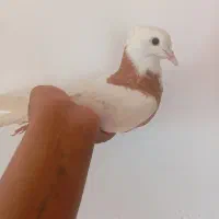 کفتر طوغ زرد