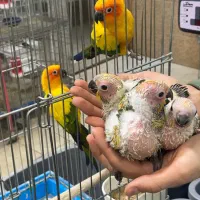 «جفت مولد خورشیدی با جوجه» کاسکو راهب شاه طوطی|پرنده|تهران, جیحون|دیوار