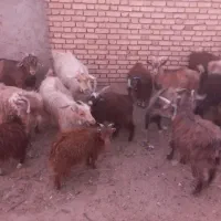 بز و کره بومی