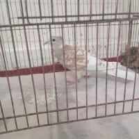 کنترل یا کریم|تلویزیون و پروژکتور|اندیمشک, |دیوار