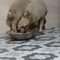 دوبره در شادگان