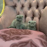 اسکاتیش فولد بلو پسر و دختر