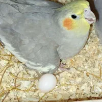 عروس هلندی ماده