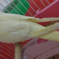 جوجه عروس هلندی بازیگوش