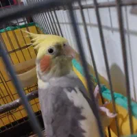۳ عدد عروس هلندی سرحال و سالم