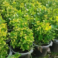 گل و گیاه بیرونی|خدمات باغبانی و درختکاری|عباس‌آباد, |دیوار