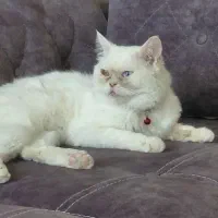 گربه پرشین سفید