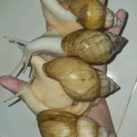 حلزون آپارتمانی