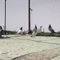 پلاکی صید