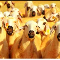 گوسفند زنده مجهز به کشتارگاه