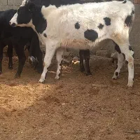 گوساله دو رگ