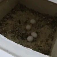 جفت مرغ عشق مولد نژاد رینبو|پرنده|فردیس, شهرک شهید حسینی|دیوار