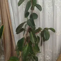 گل فیکوس ۱۷۰سانت چند شاخه